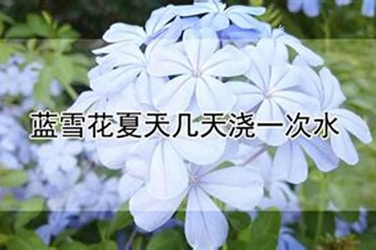 夏天能给花施肥吗