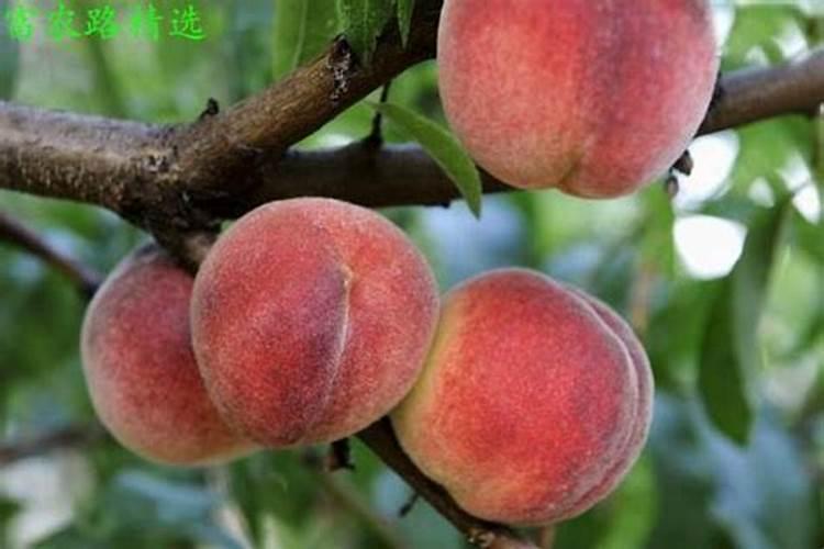 桃树施什么肥料好