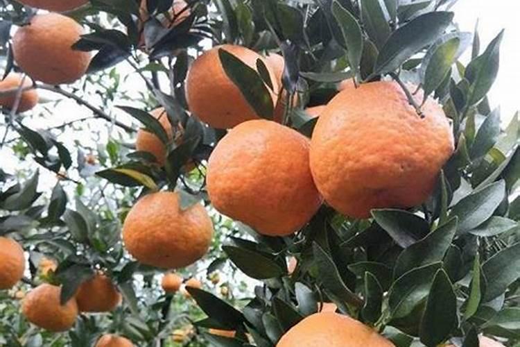 种金桔施什么肥