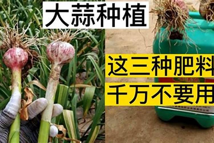 种大蒜用什么肥最好