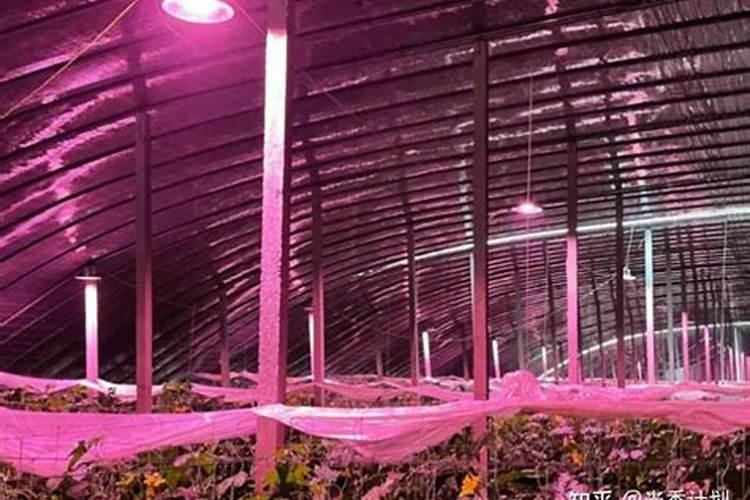 影响叶面肥使用效果的因素