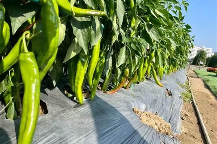 核桃外皮能当肥料吗