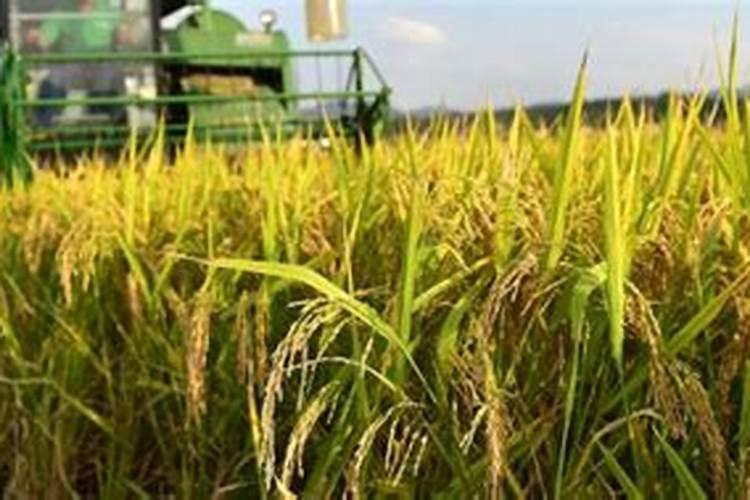 苏北玉米施肥方法和时间 苏北玉米施肥方法及时间