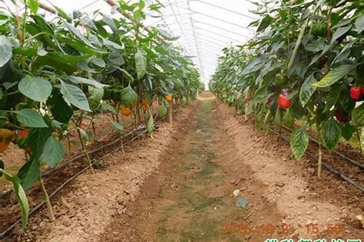 腐烂的水果直接丢弃在土壤表面,能否给植物作为肥料？