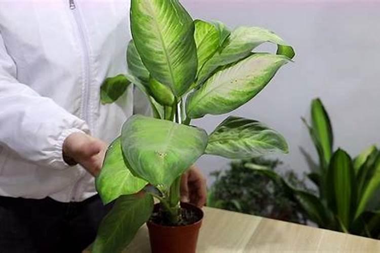 花叶万年青养护管理的要点有哪些？