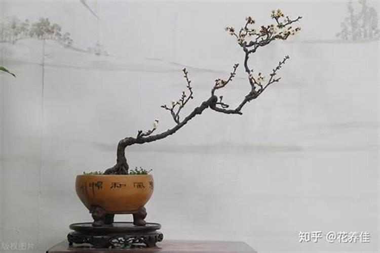 梅花施肥时间和方法
