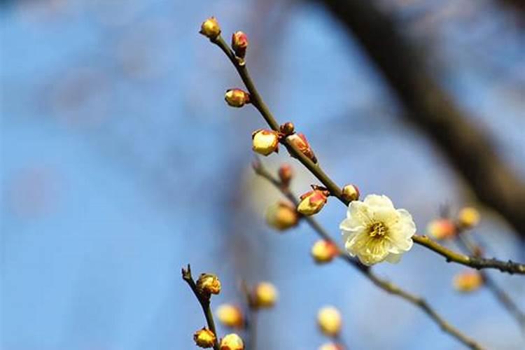 梅花施肥时间和方法