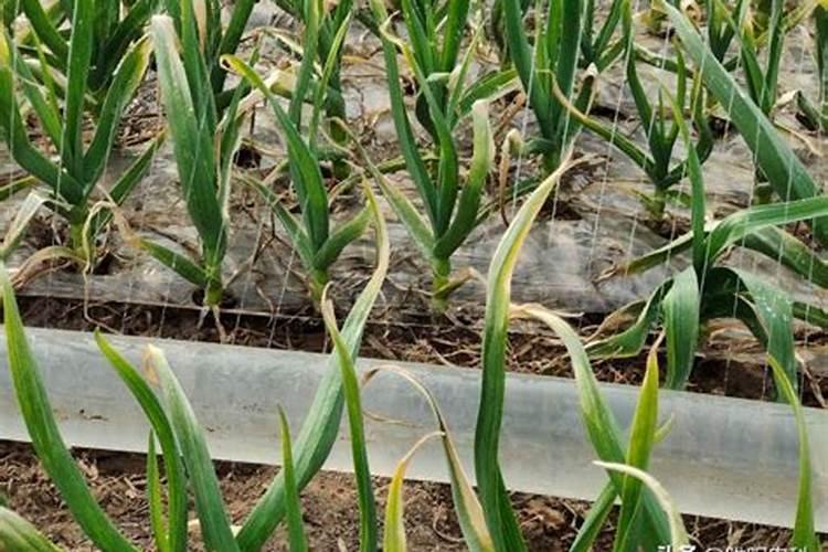 叶面肥哪个厂家生产的比较好