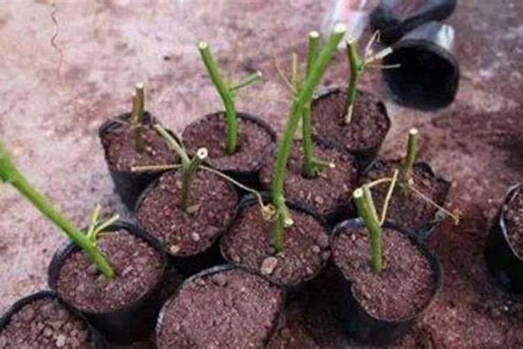 百香果施什么肥料最好