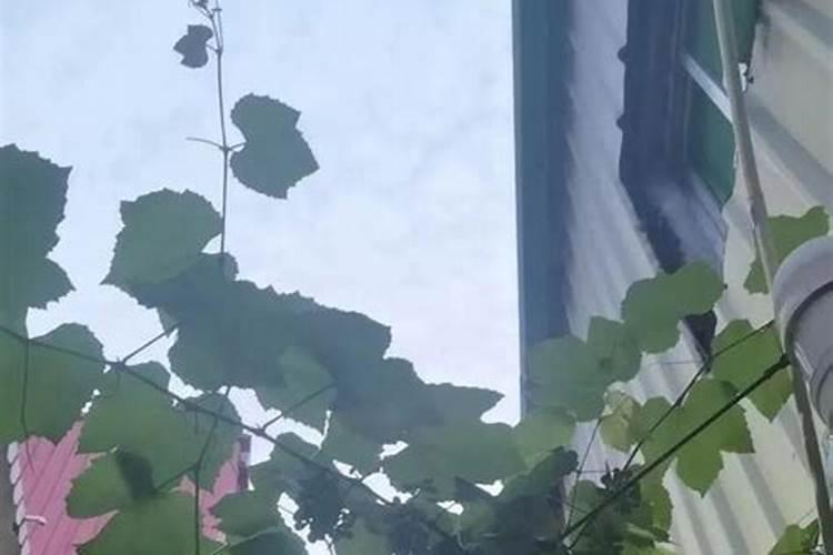 葡萄开花期的时候,能不能一边浇水一边施硼肥呢