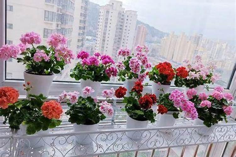 百香果扦插育苗技术