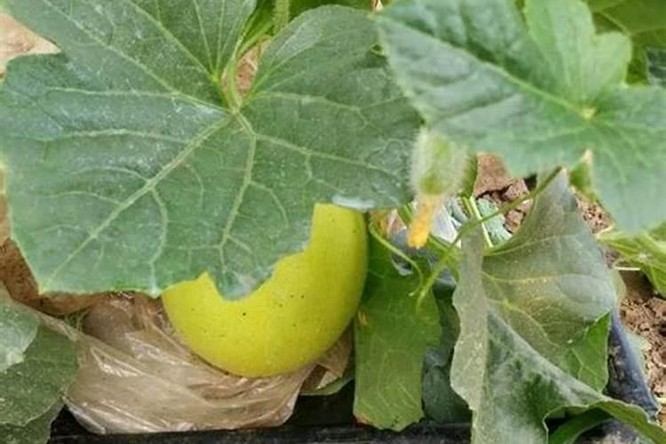 香瓜开花挂果期喷高钾叶面肥好还是高磷叶面肥好？