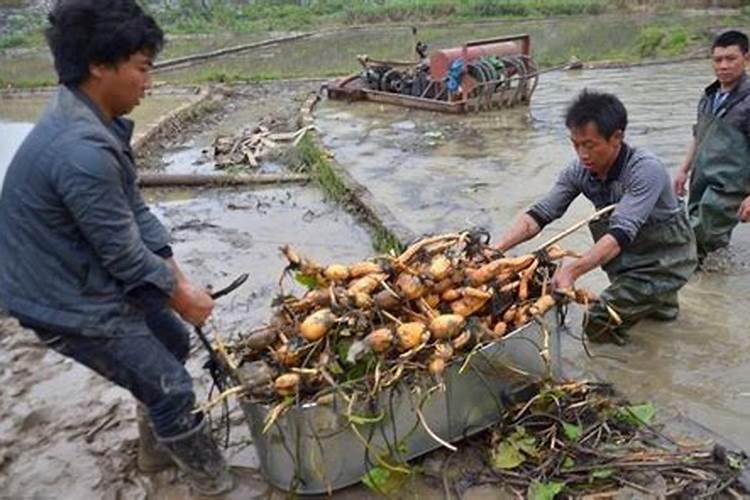 种耦前可以放磷肥碳胺吗