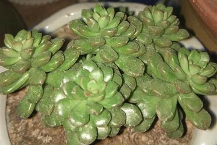 月季花土上面可以放多肉的小石子吗？