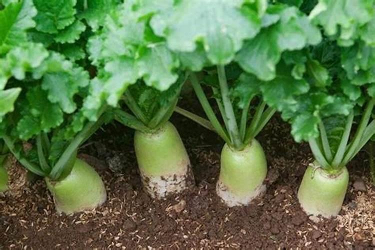 枇杷树每年分几个阶段施肥,每一个阶段该施什么肥？