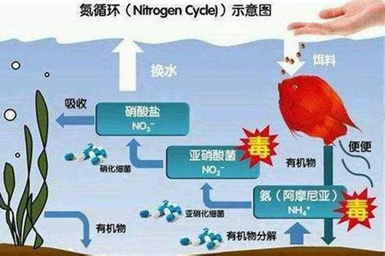 水溶肥用在果树上多久见效？