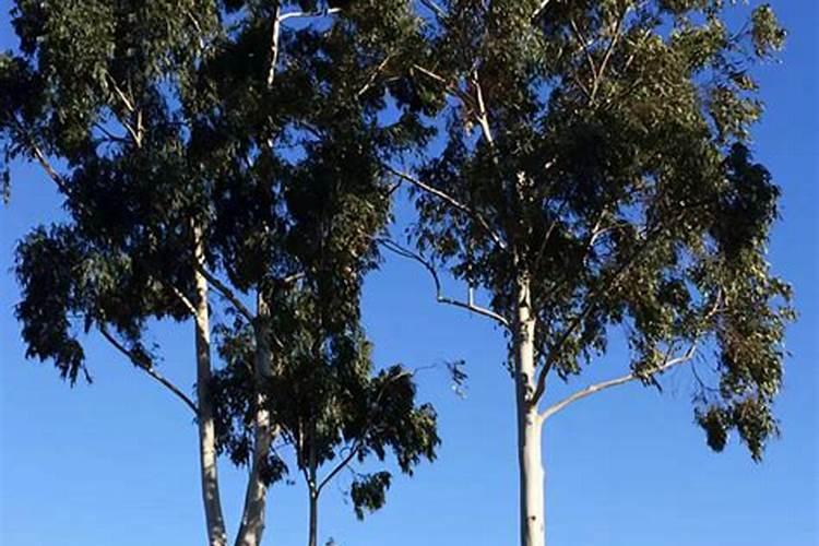 梅花施肥的技巧