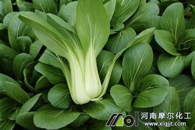 冬季青菜施肥方法