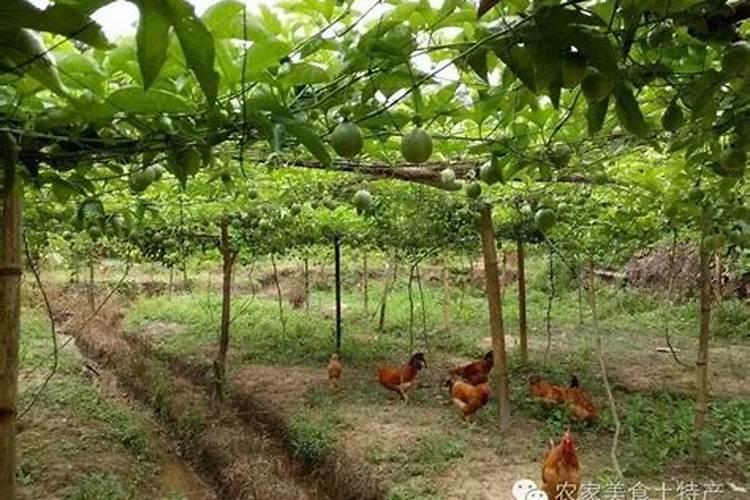 磷酸二氢钾叶面肥喷施的用量