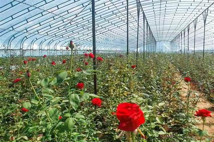 阳光玫瑰葡萄开花前几天能不能施肥？怎么样？