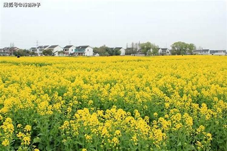 点油菜怎样施复合肥