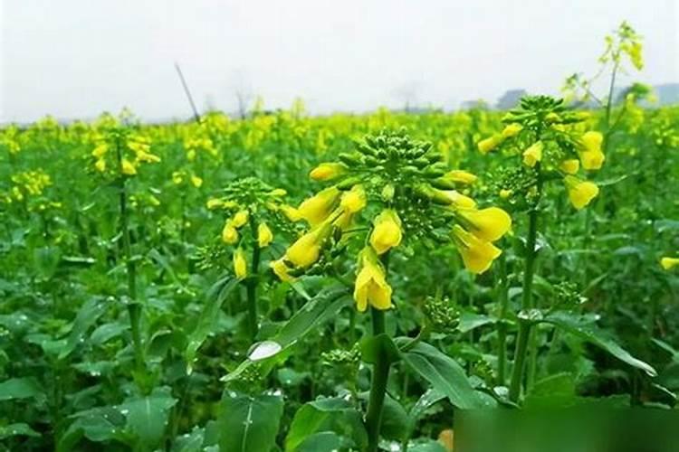 油菜怎么施肥