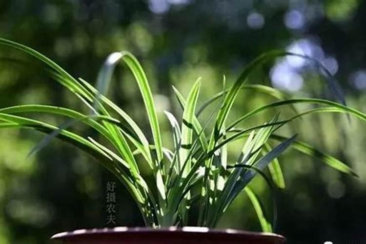 枣树什么时候施肥最好 枣树的施肥时间