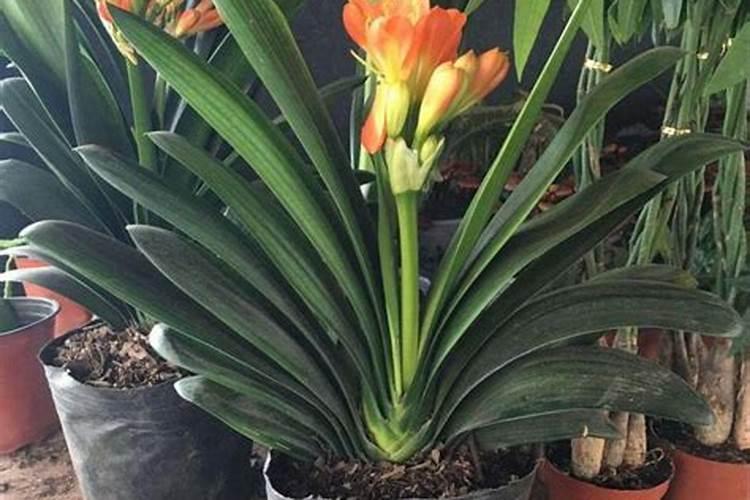 植物缺钾怎么补充？用什么肥补钾效果好？