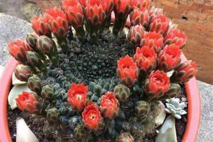 怎么给植物补钾效果好？