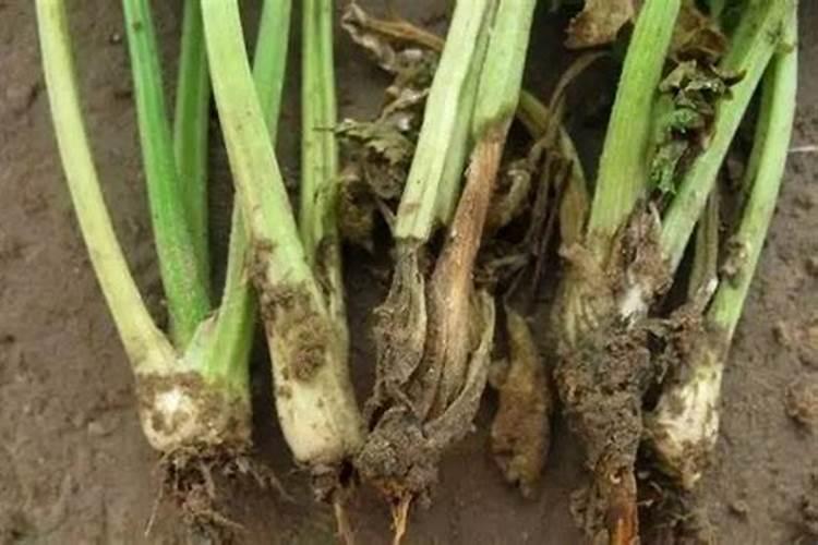 河南永昌硝基肥有限公司怎么样？