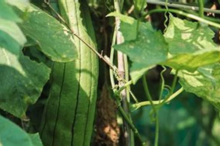 菜瓜种植技术与管理方法