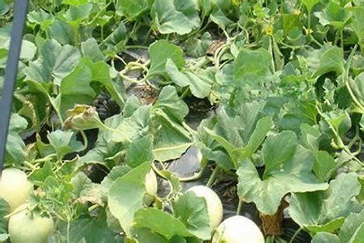 丝瓜浇水使用什么肥料