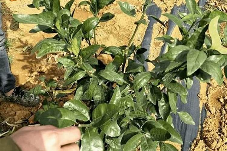 柑子树种植技巧