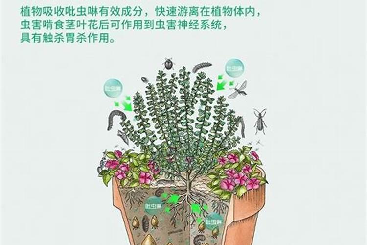 桂丰园高丰叶面肥最建议买的品种