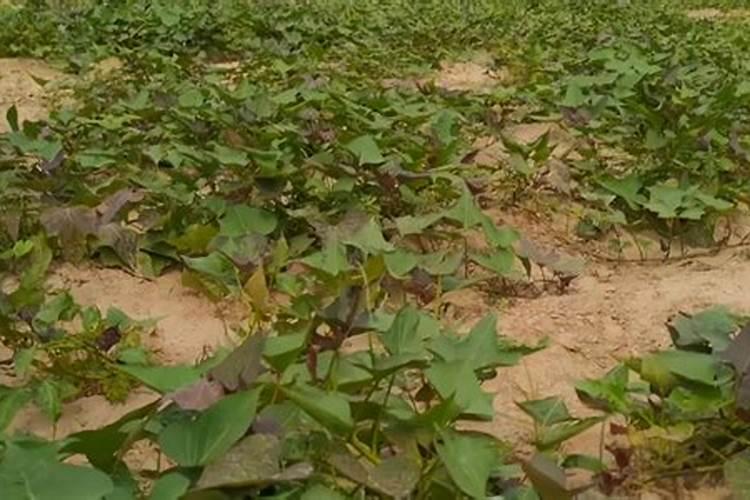 栀子花打花苞以后怎么浇水 栀子花打花苞以后怎么浇水呢