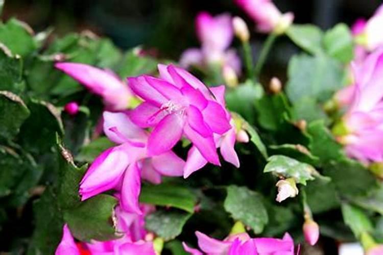 求~~以下缝纫机哪个好？爱可美653,好心情653, kp550s,哪个好...