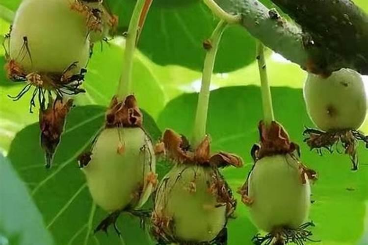 梨树上的果子摘完了需给树浇水吗