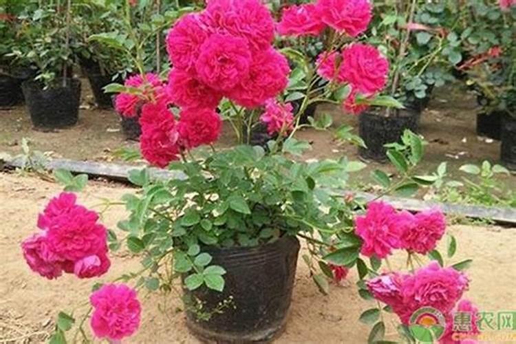 红木香的养殖方法和注意事项