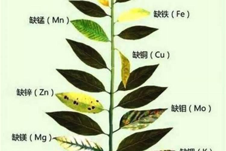 养花卉绿植注意察言观色,缺肥了它会告诉你,发黄脱落卷曲长白斑百度知 ...