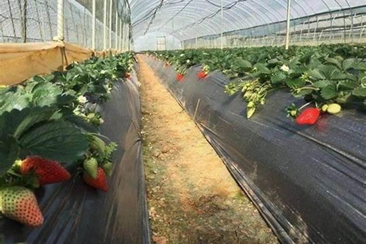 草莓怎么施肥？施什么肥比较好？