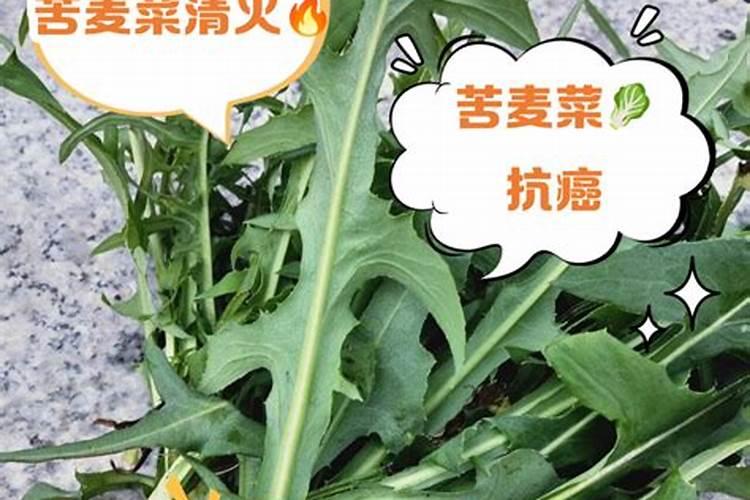 苦麦菜出现白色霉菌该如何处理？