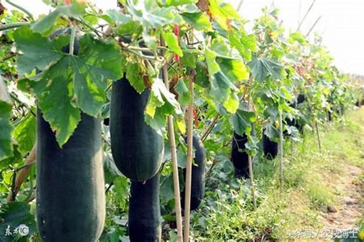 冬瓜种植前该怎么给土地施肥？