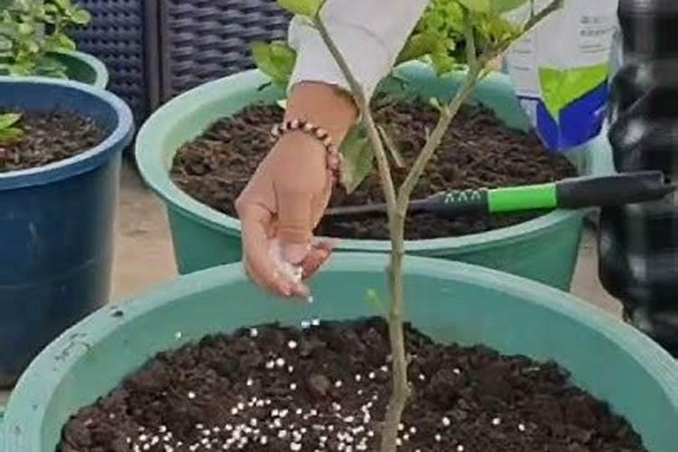 柠檬树开花结果后如何管理？