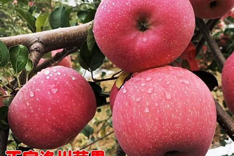 红富士苹果树施肥时间
