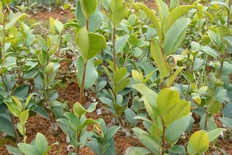 油茶树用什么肥料比较好油茶树用什么肥料比较好油茶树施什么肥比较...