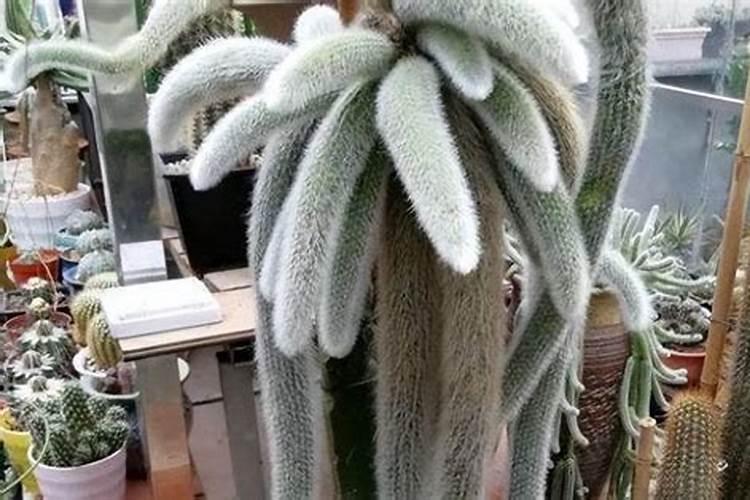 九尾狐的自然花期是什么时候？