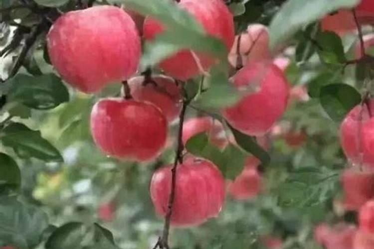 苹果树夏季施什么肥好？