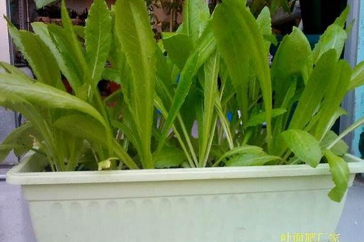 富硒的功效与作用