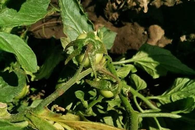 初学种菜需要注意哪些？