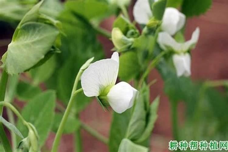 荷兰豆落花脱荚是什么问题？